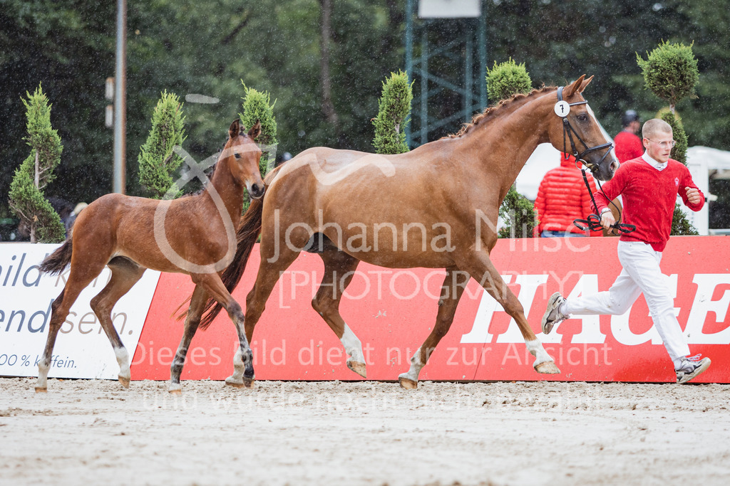 220910_OWLCh_Fohlen-323 | Deine schönsten Turniermomente als professionelle Fotos! Entdecke hochwertige Pferdesport-Fotografie im Online-Shop. Jetzt Fotos finden & bestellen!