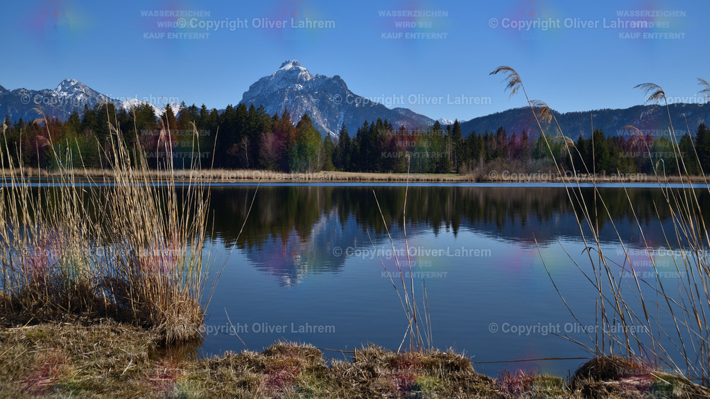 Der Hopfensee mit Säuling | Blick durch das alte Schilf um Ufer des Hopfensee auf den markanten Gipfel des Säuling der sich im See spiegelt.