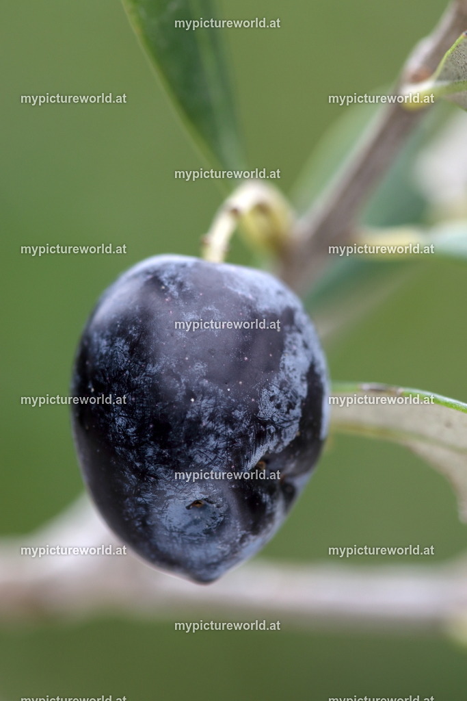 Olivenbaum-011 | Das Bilderarchiv über Tiere, Planzen und Landschaften. In der Bilddatenbank finden Sie ein große Auswahl an hochwertigen Bilder für Ihre Werbung - Realized with Pictrs.com