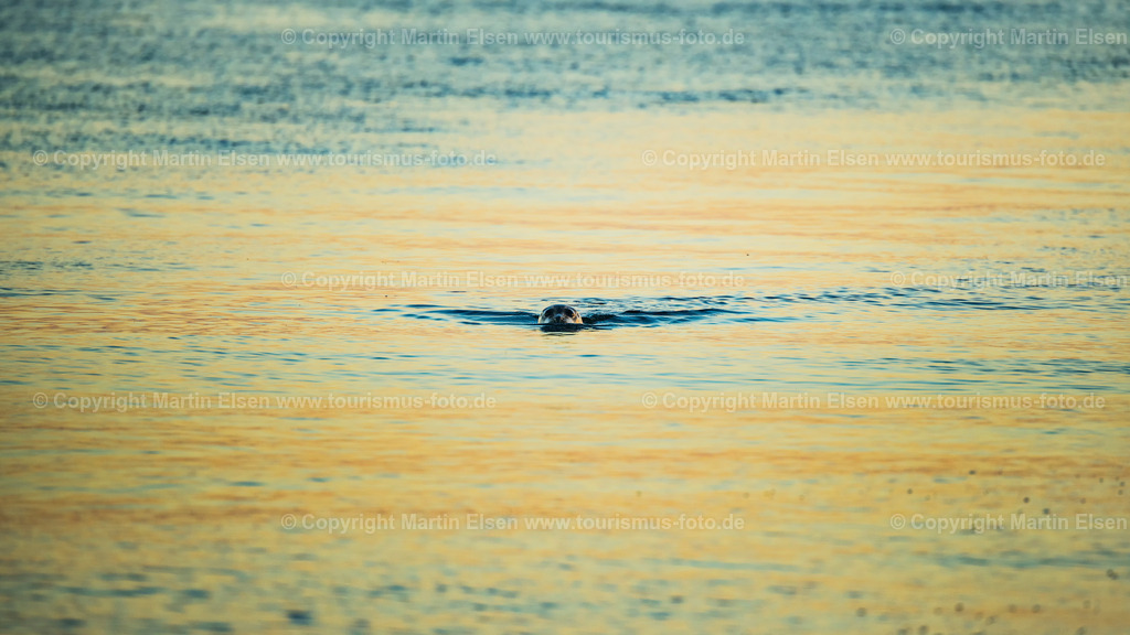 Helgoland Robben_ELS_3615030818 | Helgoland - Aufnahmedatum: 03.08.2018, Aufnahmehöhe:  m, Koordinaten:  - , Bildgröße: 7566 x  4256 Pixel - Copyright 2018 by Martin Elsen, Kontakt: Tel.: +49 157 74581206, E-Mail: info@schoenes-foto.deSchlagwörter:Schleswig-Holstein,Landkreis Pinneberg,Düne,Hochseeinsel,Börteboote,Meer,Küste,Halunder,Oberland,Unterland,Strand,Seehunde,Robben,Lange Anna,Felsen,Roter Felsen,Luftbild,Luftbilder,Bastölpel - Realisiert mit Pictrs.com
