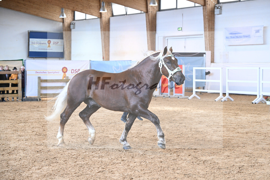 Kat-Nr. 2 v. Dirill_Wittmann_2230162 | hf-fotografie - Realisiert mit Pictrs.com