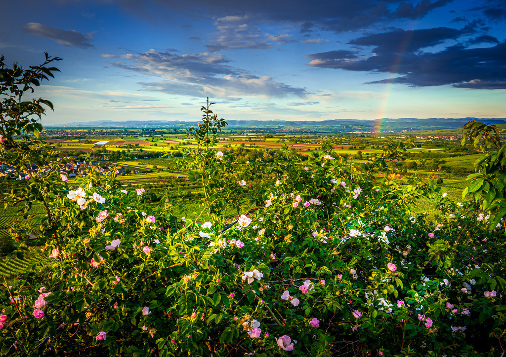 MPI_Blüten_0024 | Blühende Hundsrose bei Sasbach am Kaiserstuhl - Realisiert mit Pictrs.com