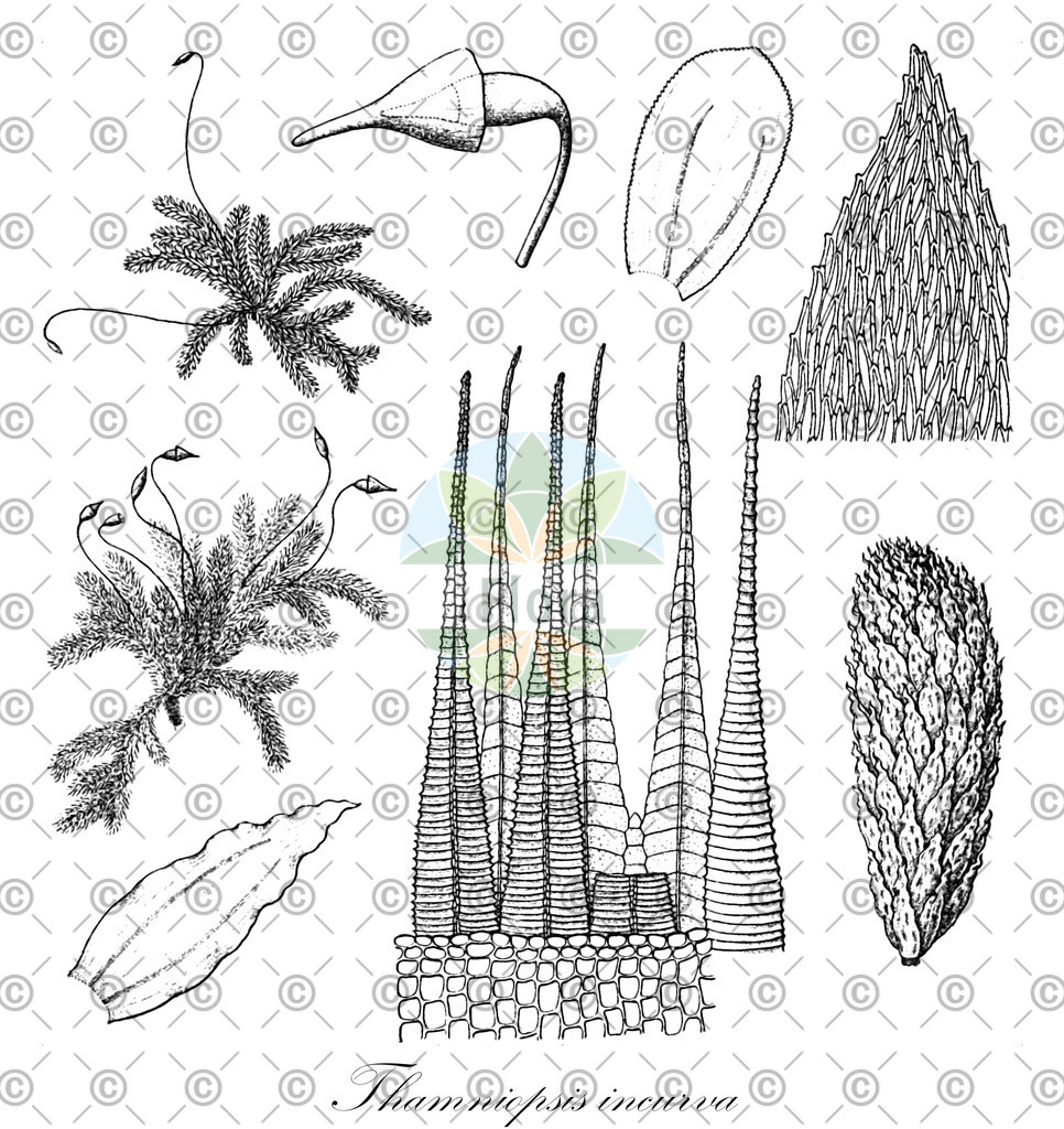HistAbb_wfo-0001132896_1_ENZY_Simple | Historische Abbildung von Thamniopsis incurva - Callicostaceae | Historical Illustration of Thamniopsis incurva - Callicostaceae