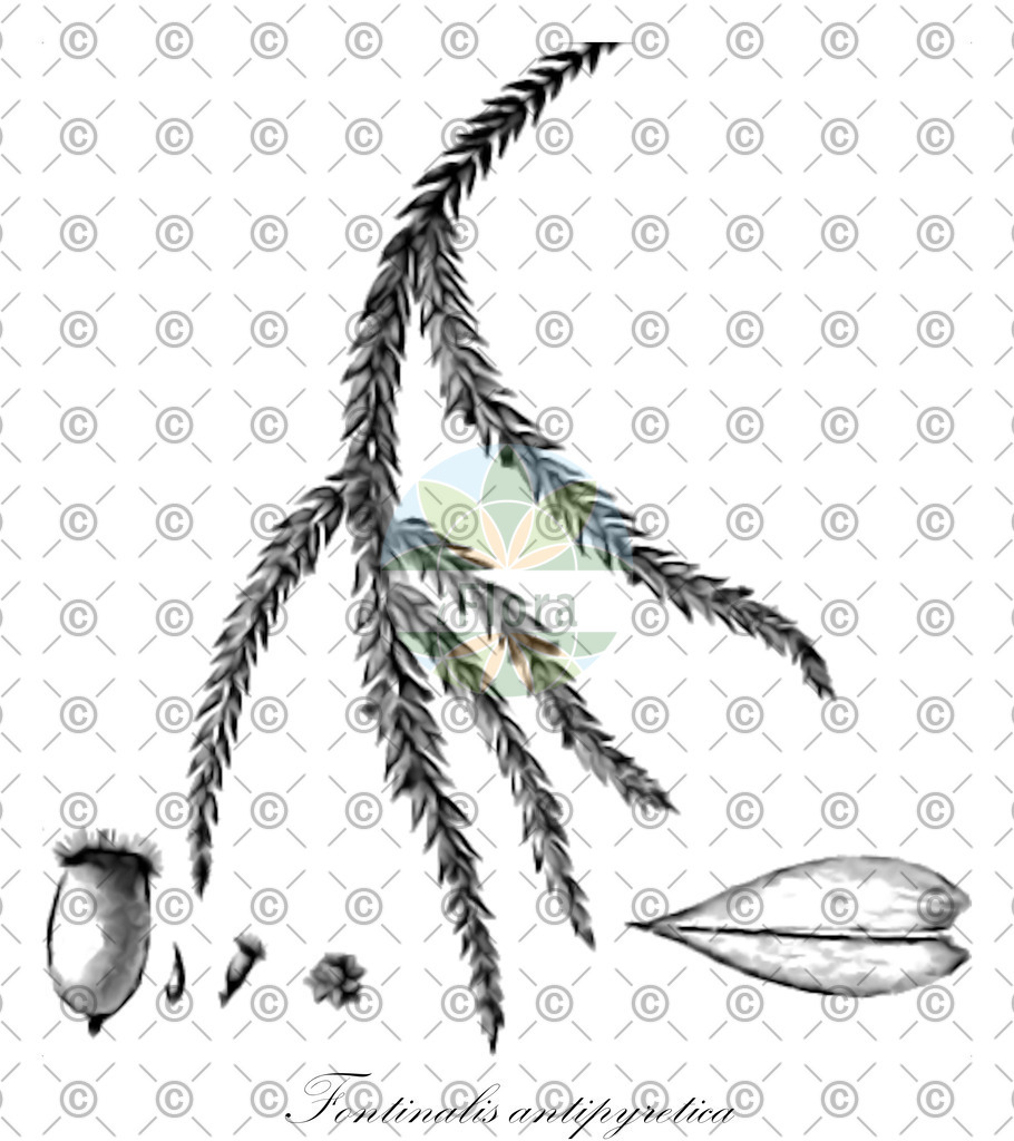 HistAbb_wfo-0001083216_1_ENZY_Simple | Historische Abbildung von Fontinalis antipyretica - Fontinalaceae | Historical Illustration of Fontinalis antipyretica - Fontinalaceae