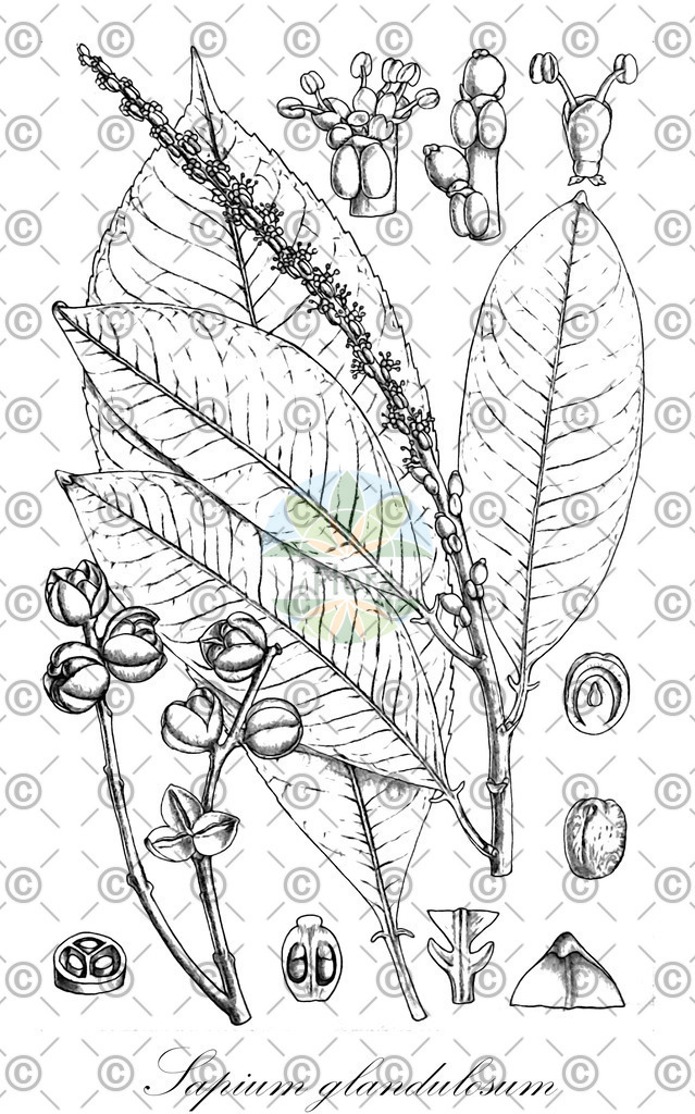 HistAbb_wfo-0000302804_4_ENZY_Simple | Historische Abbildung von Sapium glandulosum - Euphorbiaceae | Historical Illustration of Sapium glandulosum - Euphorbiaceae