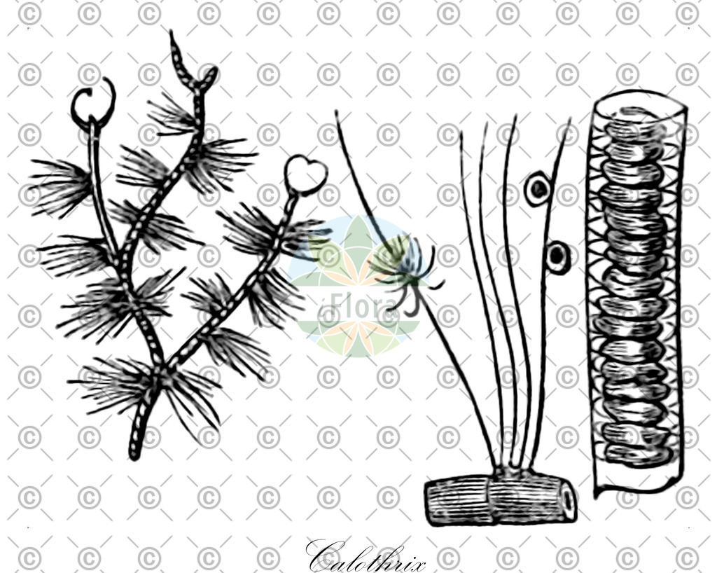 HistAbb_3FYV_6_ENZY_Simple | Historische Abbildung von Calothrix - Rivulariaceae (0) | Historical Illustration of Calothrix - Rivulariaceae (0)