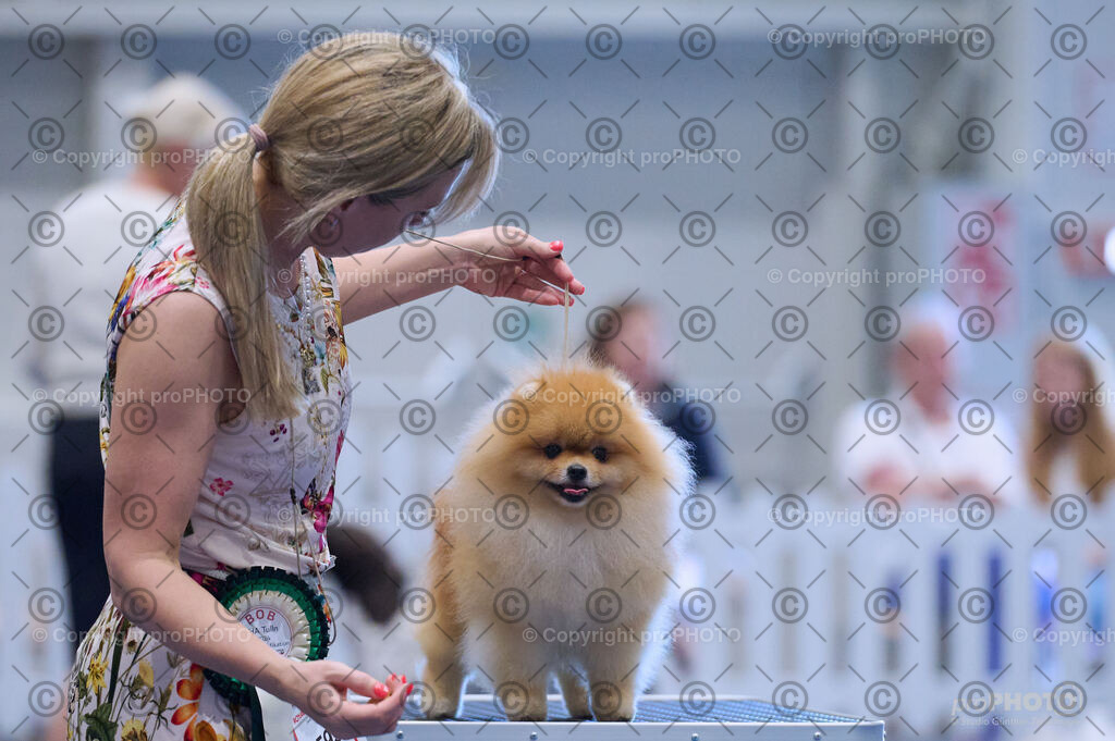 202406_ÖKV-IHA-Tulln24_DSC_4451 | proPHOTO - Realisiert mit Pictrs.com