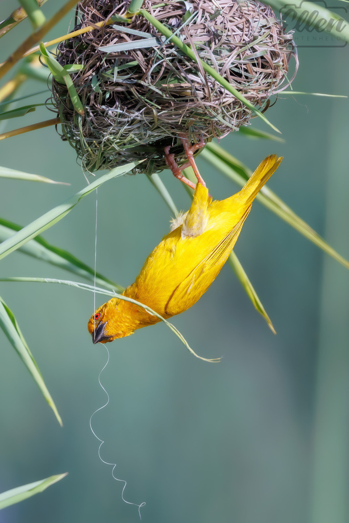 Master of the Nest | A bright yellow weaver bird clings upside down to its intricately woven nest, a testament to instinct and craftsmanship. Each strand of grass is carefully placed, reflecting the tireless drive to build and protect. - Realisiert mit Pictrs.com
