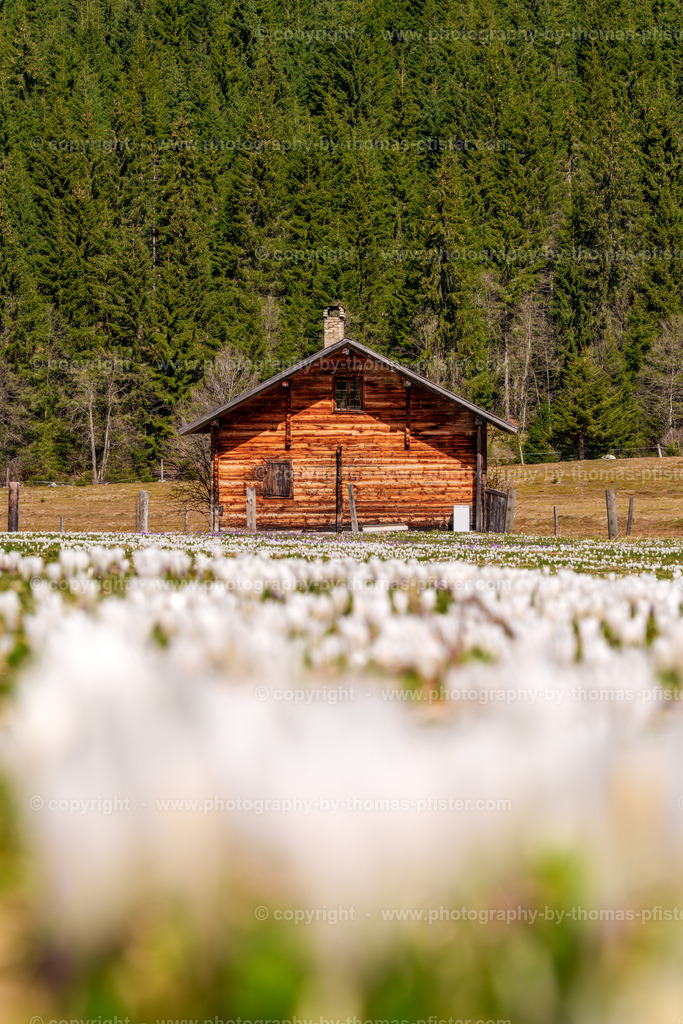 Märzengrund Stumm Krokusse Krokusblüte copyright  Thomas Pfister-8 | PHOTOGRAPHY BY THOMAS PFISTER