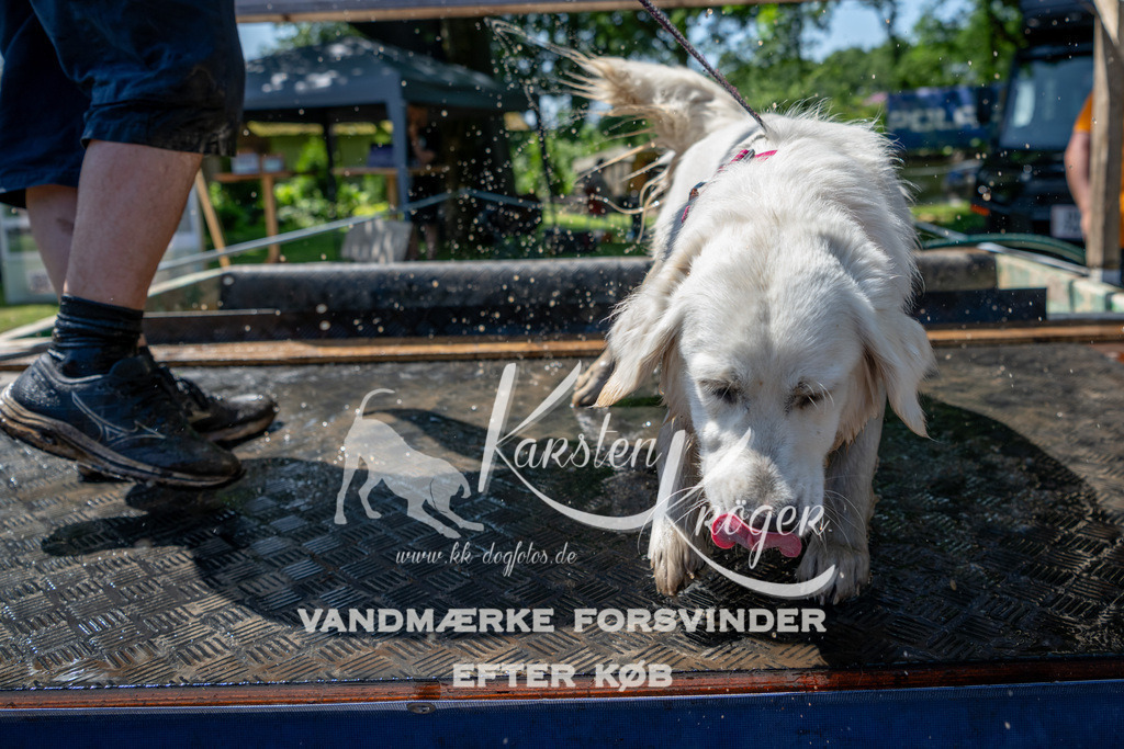 1234_ZZ91385 | kk-dogfotos