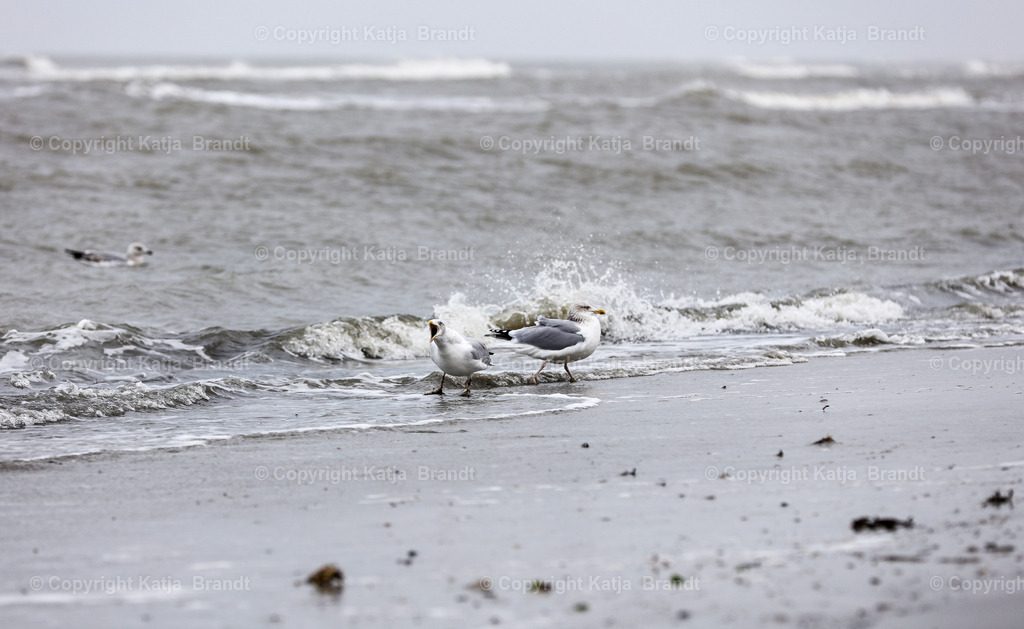 2A5A9397 | Katja Brandt 