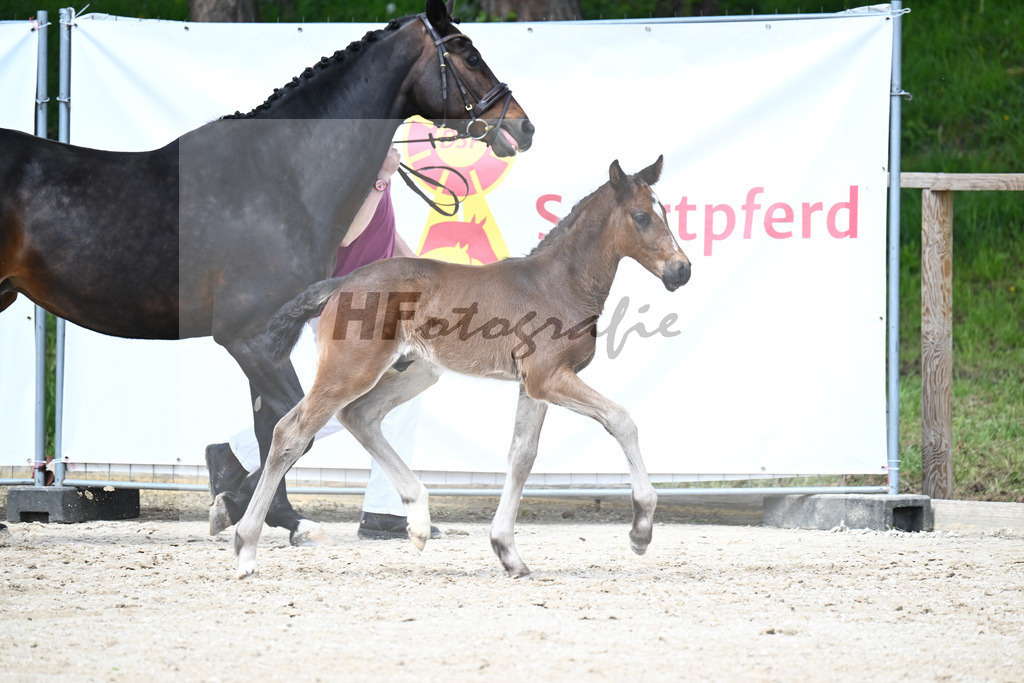 Vigaro x Chiccos Boy_HF_Weber_11240624 | hf-fotografie - Realisiert mit Pictrs.com