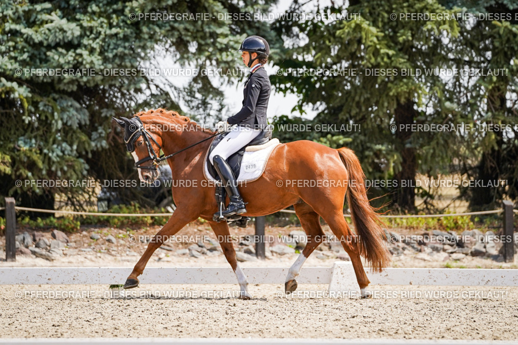 DSC00694 | Pferdegrafie