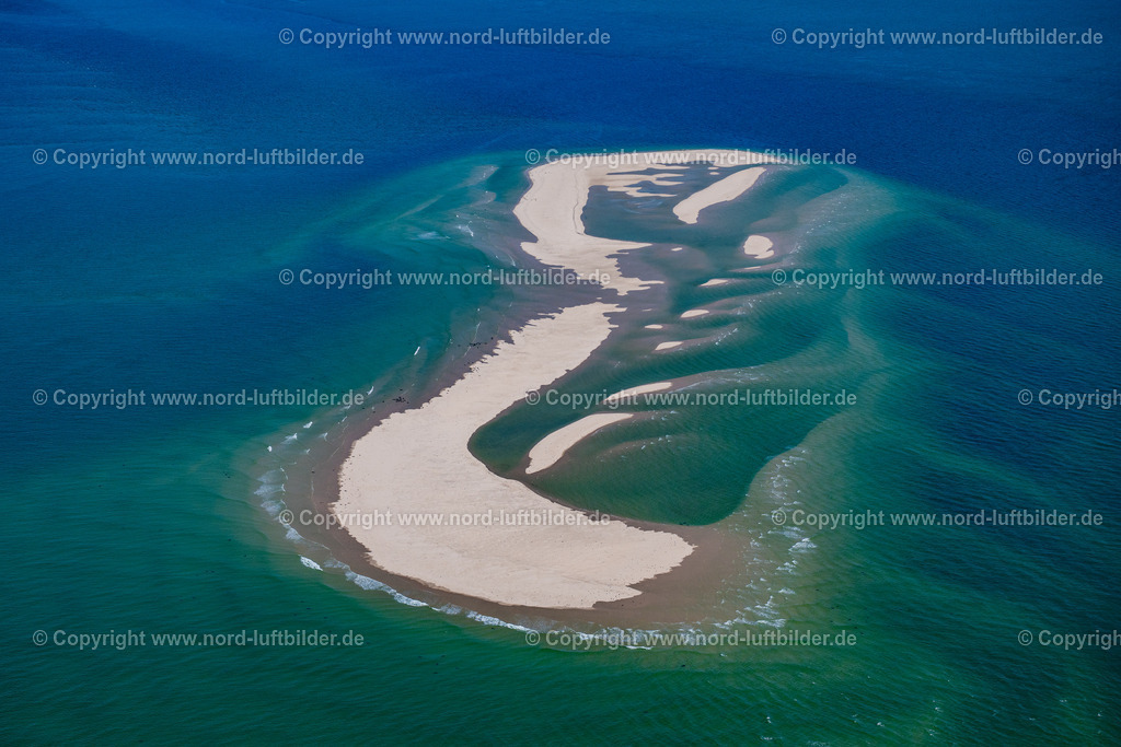 Sylt_Robben_und_Seehundbank_Vor_Sylt_ELS_9995130825 | SANDBANK VOR AMRUM SYLT 13.08.2025 Seehunde, Kegelrobben auf einer Sandbank- Landfläche in der Meeres- Wasseroberfläche Nordsee vor Amrum im Bundesland Schleswig-Holstein. // Seals on one area in the sea water surface North Sea in front of Amrum in the state Schleswig-Holstein. Foto: Martin Elsen