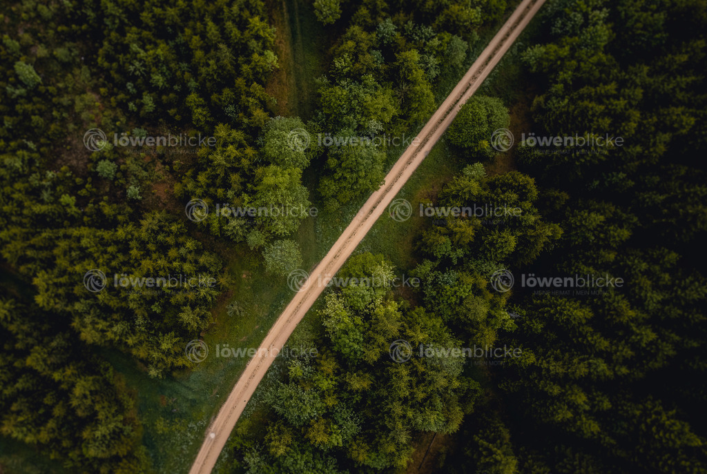 Waldweg im Albuch bei Bartholomä im Sommer | löwenblicke | shop