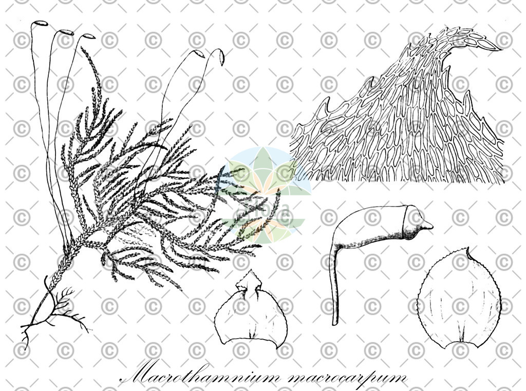 HistAbb_wfo-0001107352_2_ENZY_Simple | Historische Abbildung von Macrothamnium macrocarpum - Hylocomiaceae | Historical Illustration of Macrothamnium macrocarpum - Hylocomiaceae
