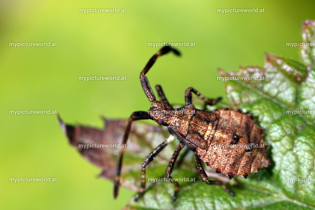Lederwanze-003 | Das Bilderarchiv über Tiere, Planzen und Landschaften. In der Bilddatenbank finden Sie ein große Auswahl an hochwertigen Bilder für Ihre Werbung - Realisiert mit Pictrs.com