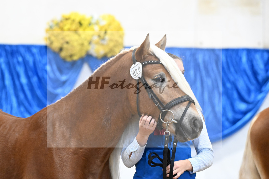 Kat-Nr. 20 nn v. Nakuri_Linder_48251748 | hf-fotografie - Realisiert mit Pictrs.com