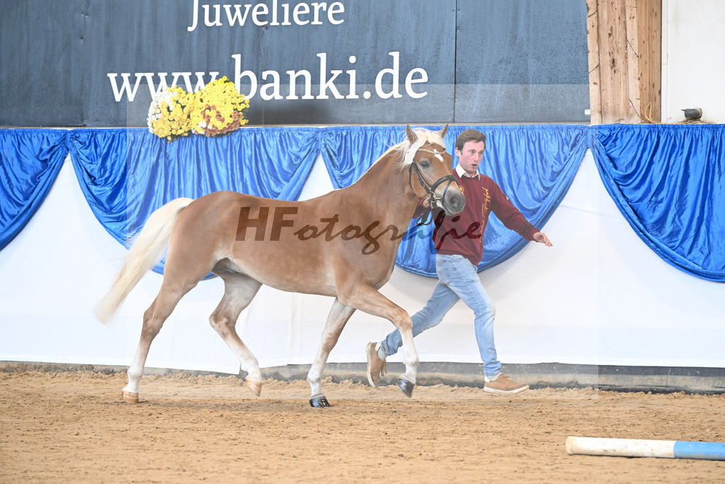 Kat-Nr. 19 Stelius v. Status Quo_Reiser_48250970 | hf-fotografie - Realisiert mit Pictrs.com