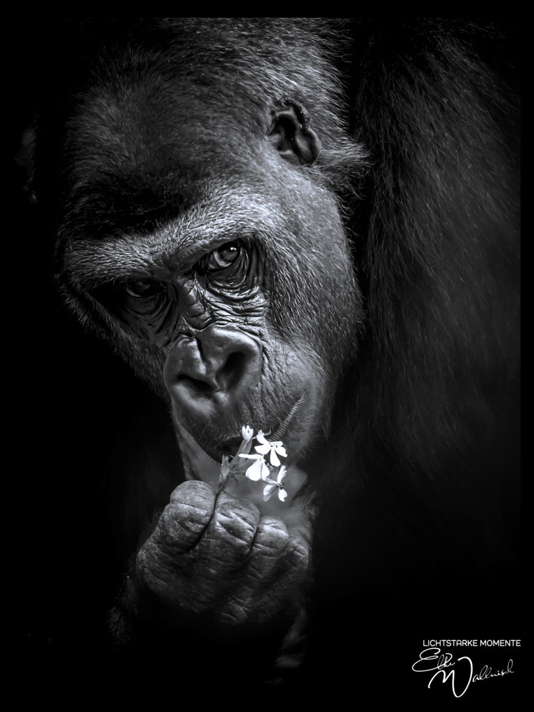 20230805-174514 HEIDELBERG - Zoo _198-2 | Herzlich willkommen auf meiner Seite! Ich bin Elke Wallnisch, Deine Fotografin für lichtstarke Momente. Der Name steht für alles, was mich mit der Fotografie verbindet: Das Licht und seine machtvolle Wirkung auf eine Situation oder unsere Stimmung - Realisiert mit Pictrs.com