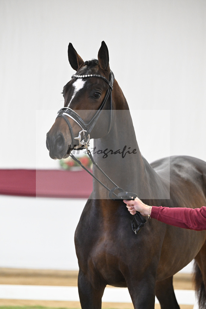 Kat-Nr. 13 Escaneno x De Niro-Christoph Wahler_47250202 | hf-fotografie - Realisiert mit Pictrs.com