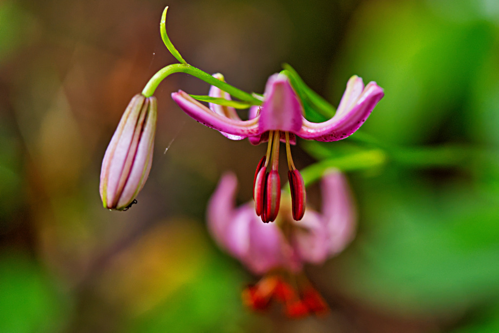 Türkenbundlilie | In diesem Shop werden vorwiegend künstlerisch hochstehende Aufnahmen aus dem Bereich der Naturfotografie zum Verkauf angeboten. - In this store mainly artistic high quality shots from the field of nature photography are offered for sale. - Realisiert mit Pictrs.com