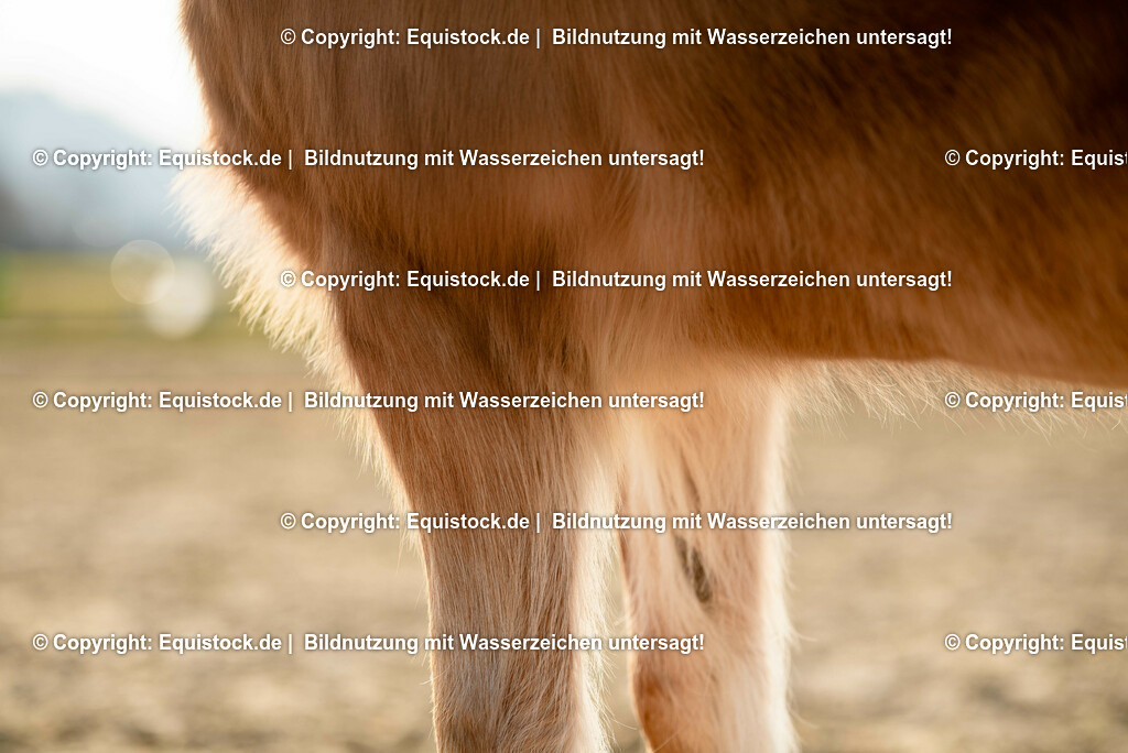 20230302_Haflinger-Cushing_0007 | equistock