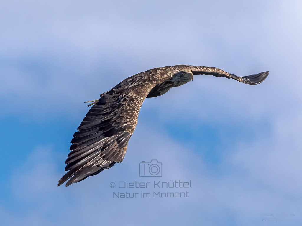 Junger Weißschwanz Seeadler | Diesen jungen Weißschwanz Seeadler habe ich in Svolvaer, auf den Lofoten in Norwegen aufgenommen. - Realisiert mit Pictrs.com