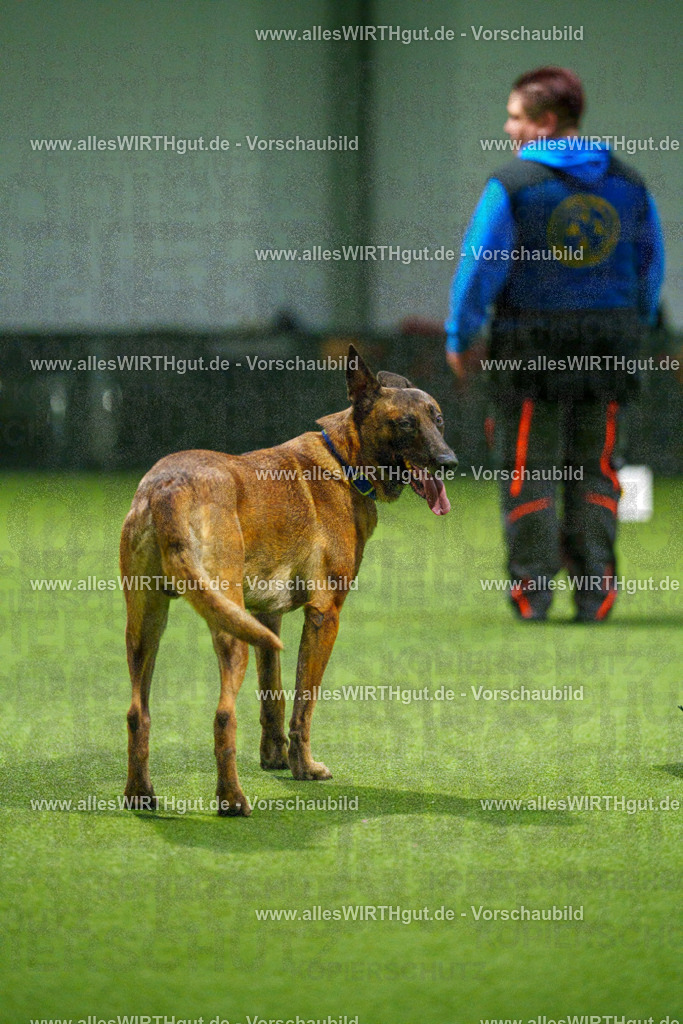 7R507452 | Professionelle Tierfotografie in Mönchengladbach von Daniel Wirth (allesWIRTHgut). Liebevolle & natürliche Bilder von Hunden & Katzen für unvergessliche Erinnerungen.