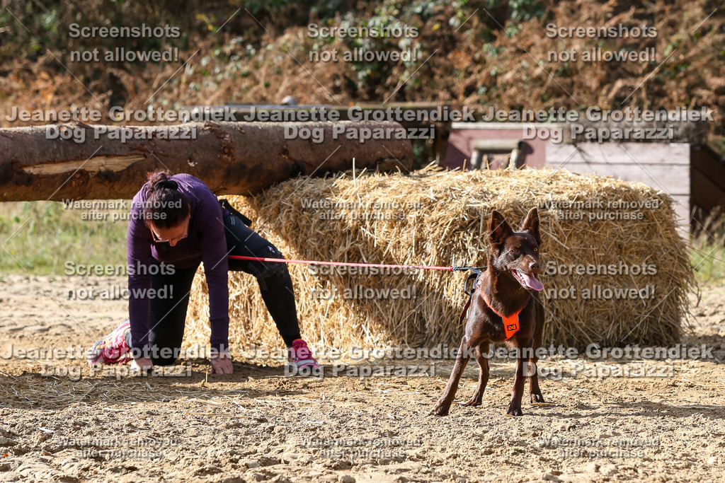 Dog Paparazzi - Strongdog 10-25-5688 | Dog Paparazzi Jeanette Grottendiek Fotografie & Videografie - Realisiert mit Pictrs.com