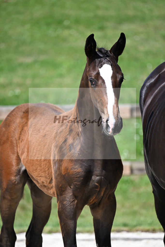 Kat-Nr. 8 Va Bene x De Niro_HF_Eder_15250280 | hf-fotografie - Realizzato con Pictrs.com