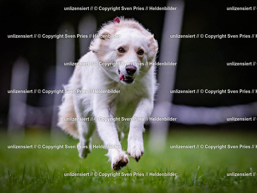 Sven Pries | 2024-10-19 - Hunderennen Ober-Grombach - Realisiert mit Pictrs.com