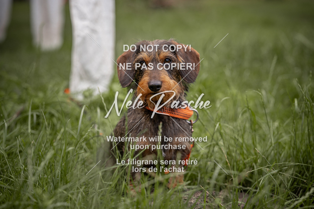 nelerasche_DoN_342 | nelerasche