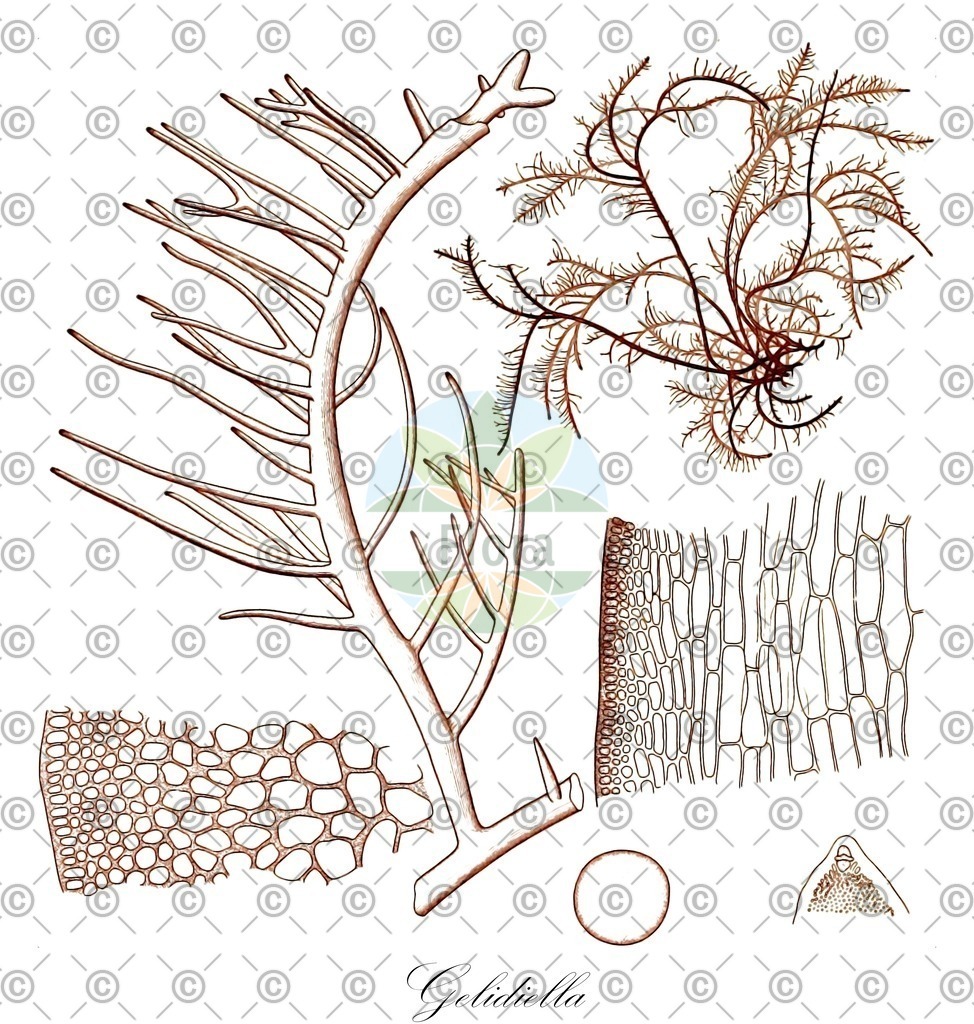 HistAbb_62T5Y_1_ENZY_Simple | Historische Abbildung von Gelidiella - Gelidiellaceae (0) | Historical Illustration of Gelidiella - Gelidiellaceae (0)