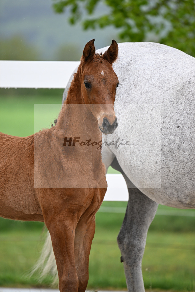 Kat-Nr. 23 HF Chaccos Son x Stolzenberg_Strohmeier_23261476 | hf-fotografie - Realizzato con Pictrs.com