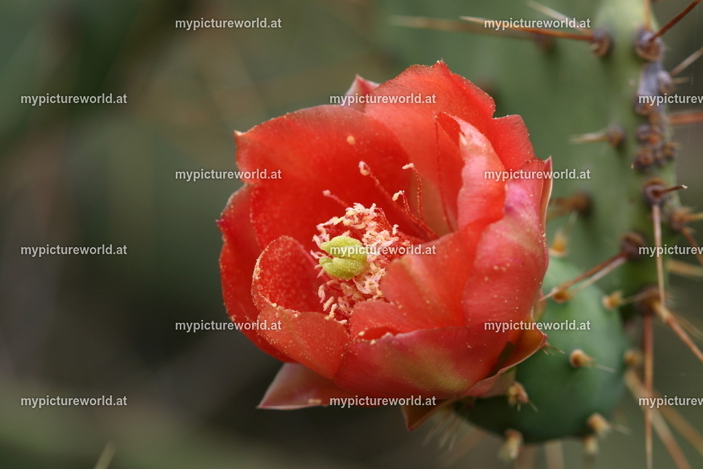 Feigenkaktus-003 | Das Bilderarchiv über Tiere, Planzen und Landschaften. In der Bilddatenbank finden Sie ein große Auswahl an hochwertigen Bilder für Ihre Werbung - Realized with Pictrs.com