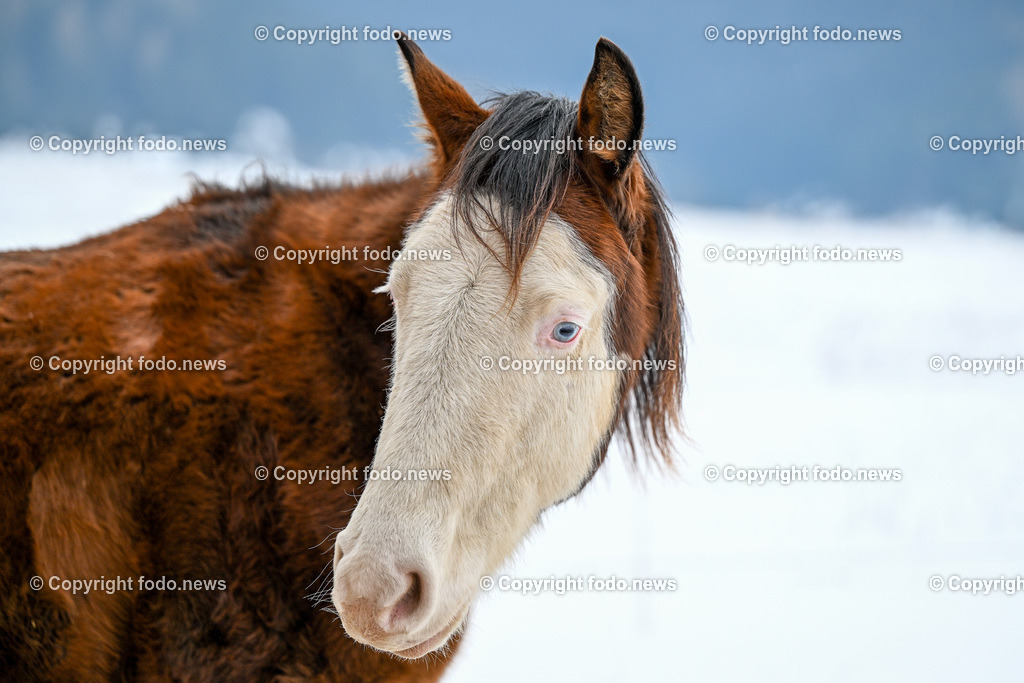 Slowakei_ Durcina_ Ranch Simba_ 06.01.2026-29 | 06.01.2026, Rajec, SVK, Themenbild, Pferde, im Bild Pferd, Pferde, Stute, Hengst, Fohlen, Quarter Horse, Ranch, Weide, Hof, Wiese, Stall, Nutztier, Tier, Winter, Schnee