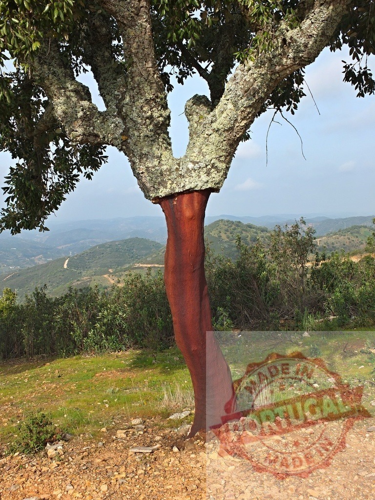 Cork oak tree showing harvested bark in Portugal | Cork oak tree trunk baring reddish new bark after harvesting on a hillside - Realisiert mit Pictrs.com