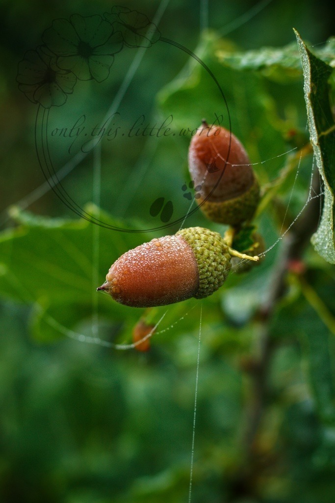 IMG_7555-01 | only.this.little.world - Realisiert mit Pictrs.com