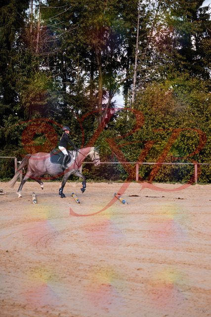 2026_10_03_Siefer-Hof_145034_Z81_28564933 | Professionelle Reitsport-, Turnier- und Eventfotografie von Robert Broda. Galerien mit ausgewählten und bearbeiteten Bildern direkt online ansehen und bestellen.