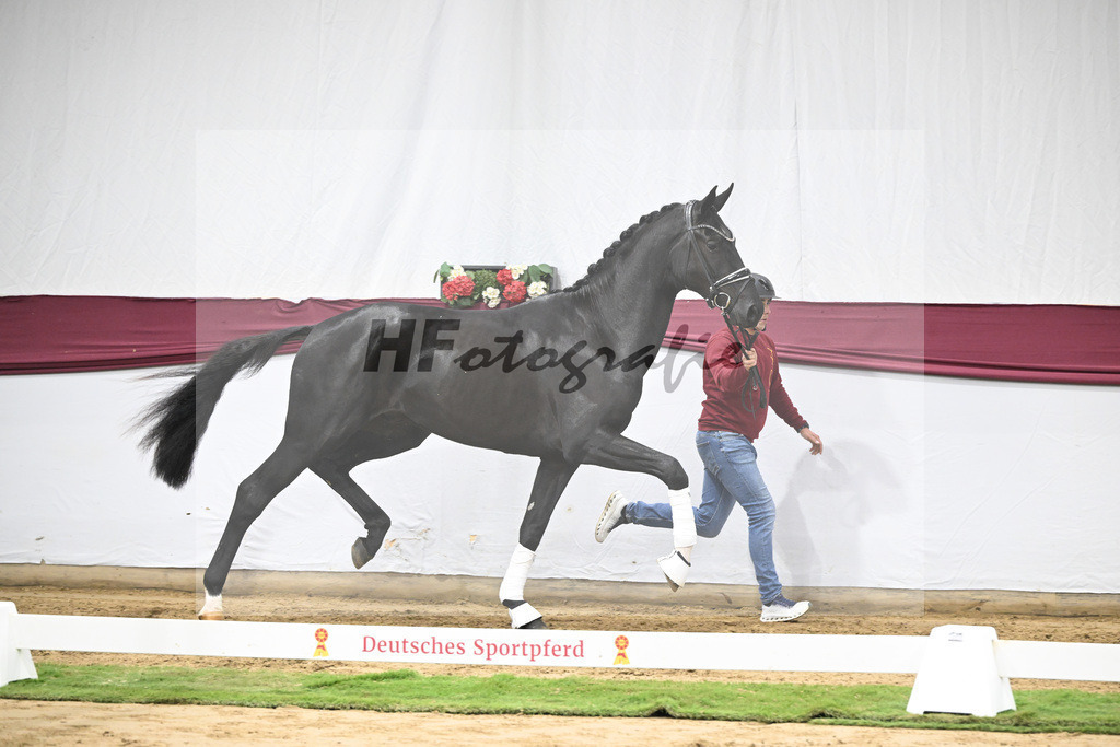 Kat-Nr. 51 Fuerst Samarant x De Niro_Mathieu Beckmann_47251905 | hf-fotografie - Realisiert mit Pictrs.com