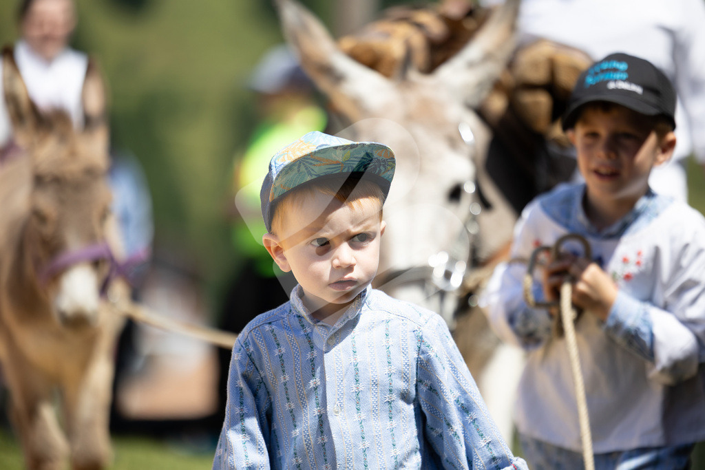 Rigi2025_2099 | Die Schwinger des Schwyzer Kantonalen Schwingerverbandes: Fotos, die Dynamik und Leidenschaft festhalten, sowie emotionale Momente aus dem traditionellen Schwingsport zeigen. - Realisiert mit Pictrs.com