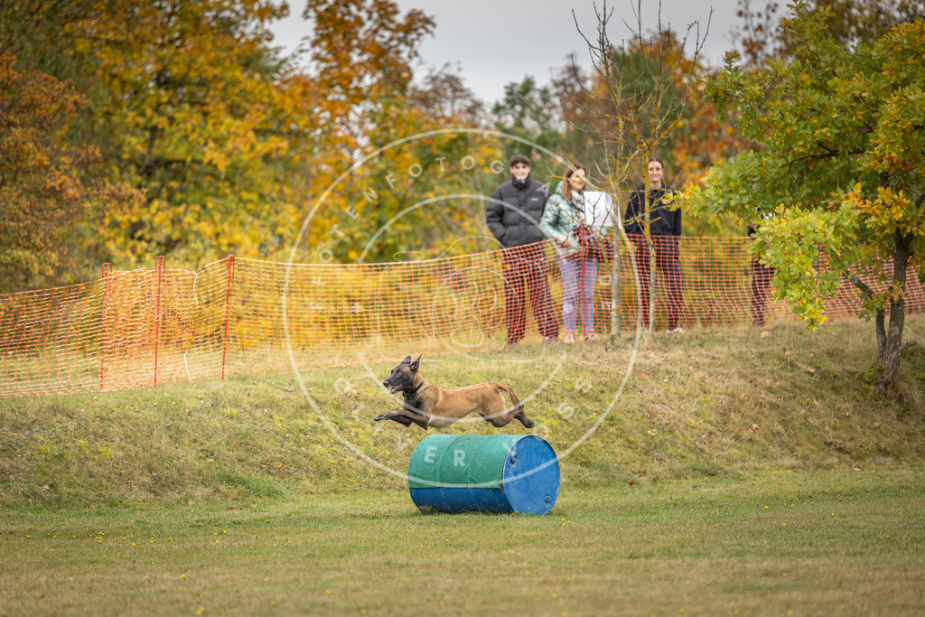 Pfotenfotografie_DV3A5373 | Hundefotografie, Tierfotograf, Pfotenfotografie, Fotoshooting Hund, Hunde Portrait, Hundesport, Hundeportraits, Heideshooting, Hunde, Sportfotograf, Hundefotograf, Turnierhundsport, THS,  - Realisiert mit Pictrs.com
