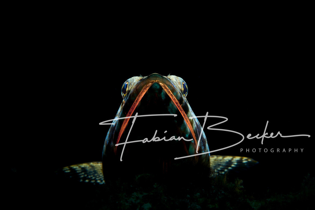 Jaws | Einzigartige Wandbilder von faszinierenden Unterwasserwelten. Exklusive Kunst für Empfangsbereiche, Wohnraum oder Wartezimmer. - Realisiert mit Pictrs.com