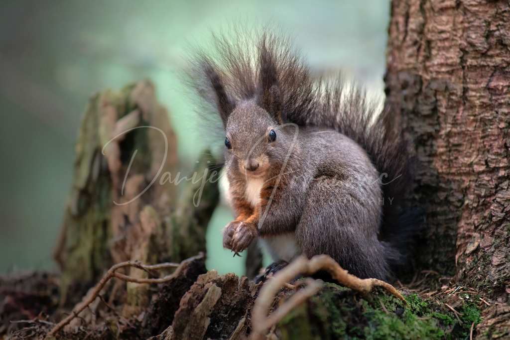 Eichhörnchen | Eichhörnchen im Wald