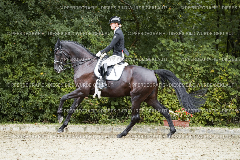 DSC01497 | Pferdegrafie