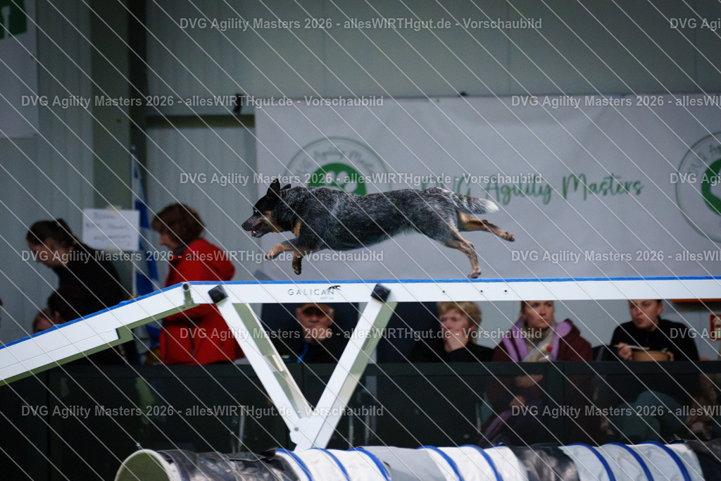 allesWIRTHgut_Tierfotografie-DVG_Agility_Masters_2026-14_25-7R504694 | Professionelle Tierfotografie in Mönchengladbach von Daniel Wirth (allesWIRTHgut). Liebevolle & natürliche Bilder von Hunden & Katzen für unvergessliche Erinnerungen.