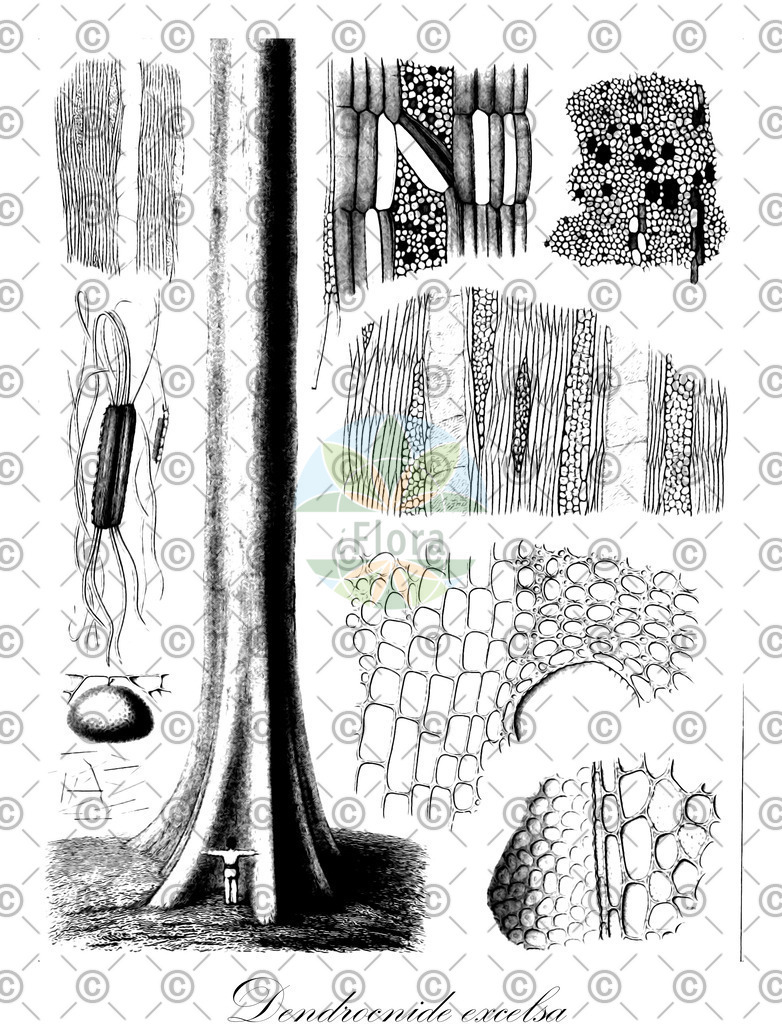 HistAbb_wfo-0001147141_1_ENZY_Simple | Historische Abbildung von Dendrocnide excelsa - Urticaceae | Historical Illustration of Dendrocnide excelsa - Urticaceae