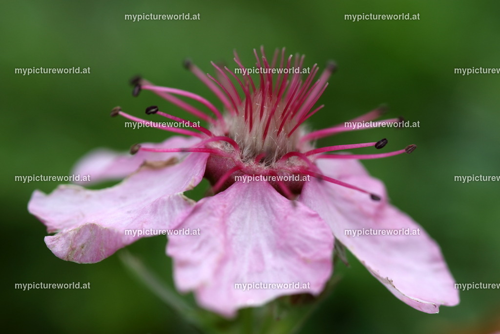 Zwergalpenrose-010 | Das Bilderarchiv über Tiere, Planzen und Landschaften. In der Bilddatenbank finden Sie ein große Auswahl an hochwertigen Bilder für Ihre Werbung - Realisiert mit Pictrs.com