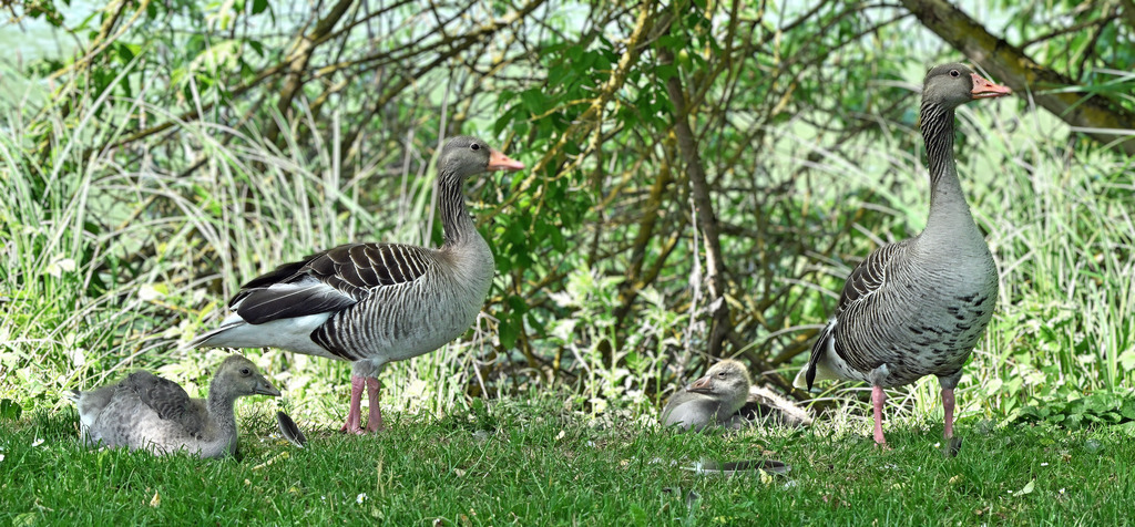 Graugansfamilie08pp | lucisnaturbilder - Realisiert mit Pictrs.com